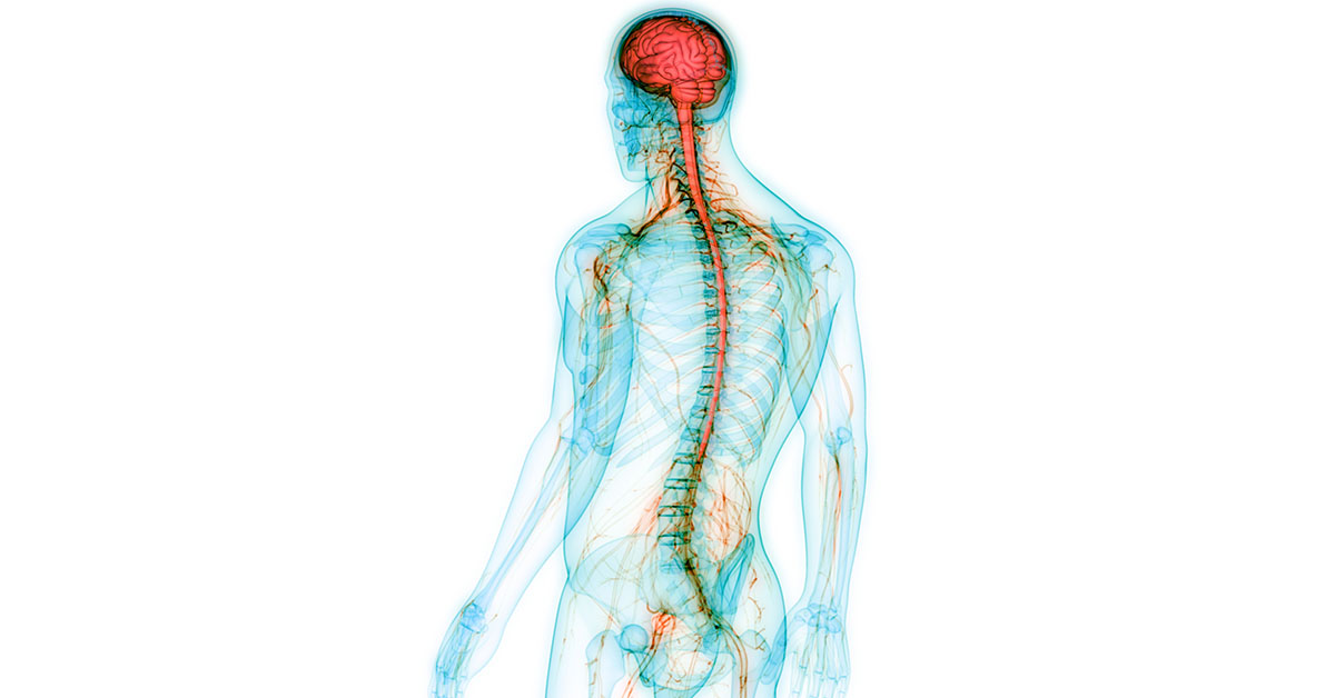 Human Central Nervous System with Brain Anatomy; blog: What Do the Different Parts of The Nervous System Do?